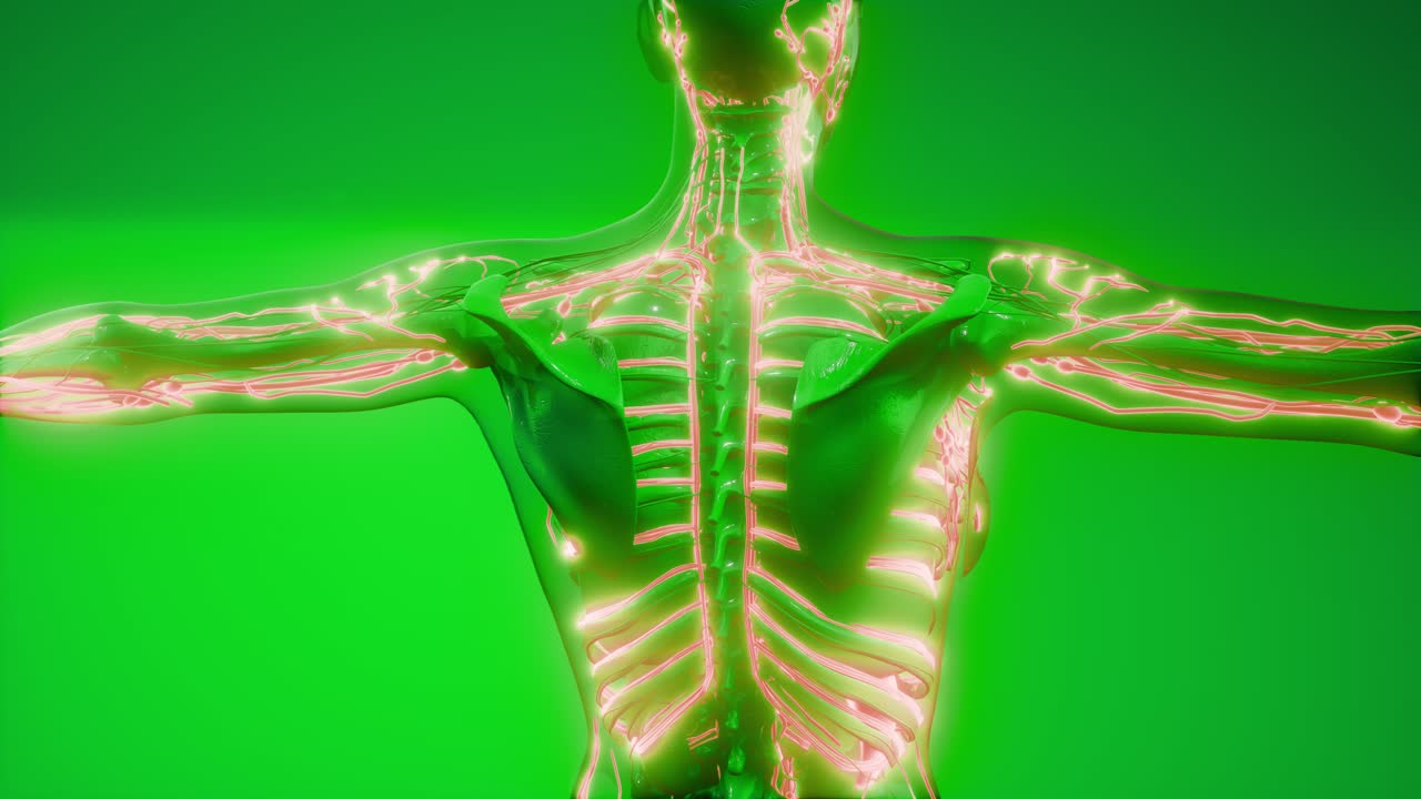 vasos sanguíneos del cuerpo humano