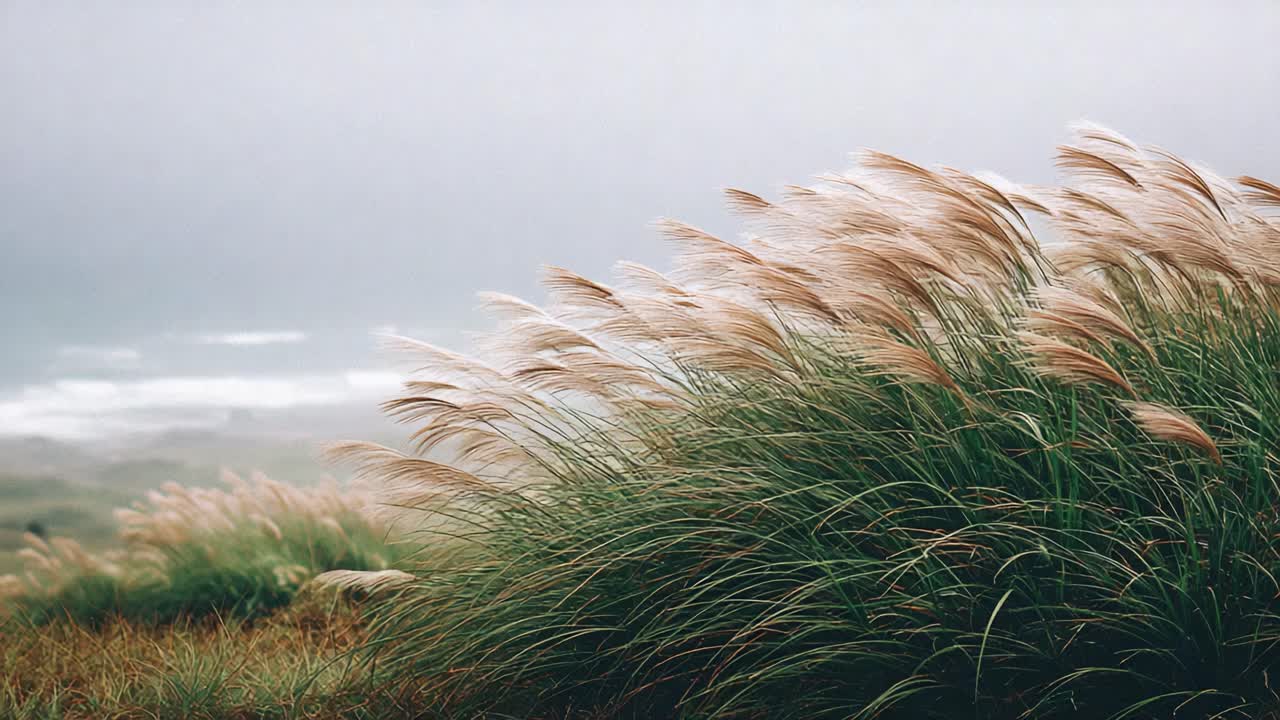 A Serene Landscape Showcasing the Graceful Movement of Tall Grasses Under a Cloudy Sky, Capturing the Essence of Nature's Tranquility and Beauty