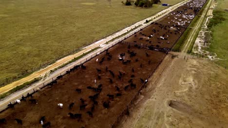 cattle in a feed lot, flying over farm animals angled aerial drone view