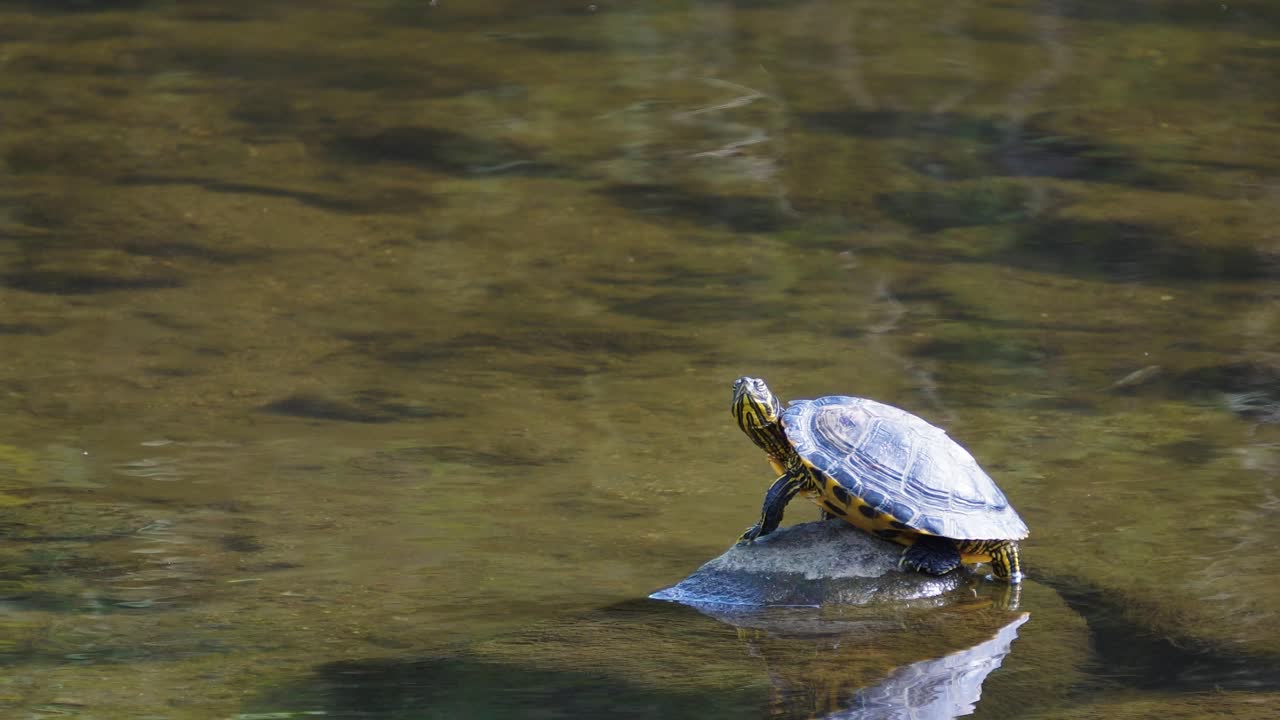 tortuga deslizante de vientre amarillo macho de pie sobre una piedra en aguas poco profundas, corea del sur estática, corriente yangjae de seúl