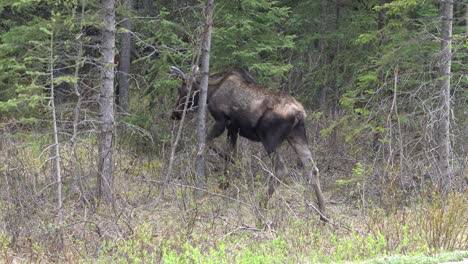 female moose cow follows her calves into a forested area