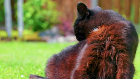 furry black cat grooming itself while sitting on green meadows