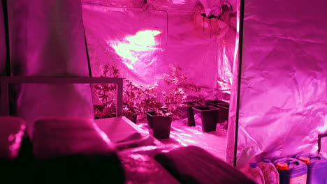 hydroponic marijuana tent with plants growing and wrapped blocks of cannabis and resin