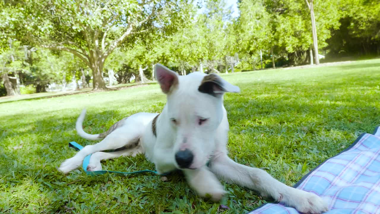 perro blanco relajarse en un parque público durante un picnic familiar