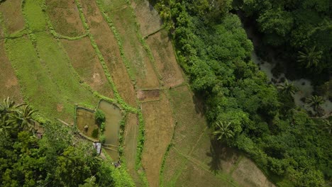 Verdes-Tierras-Agrícolas-En-La-Isla-De-Bohol,-Filipinas,-Que-Muestran-Una-Exuberante-Vegetación,-Vista-Aérea.