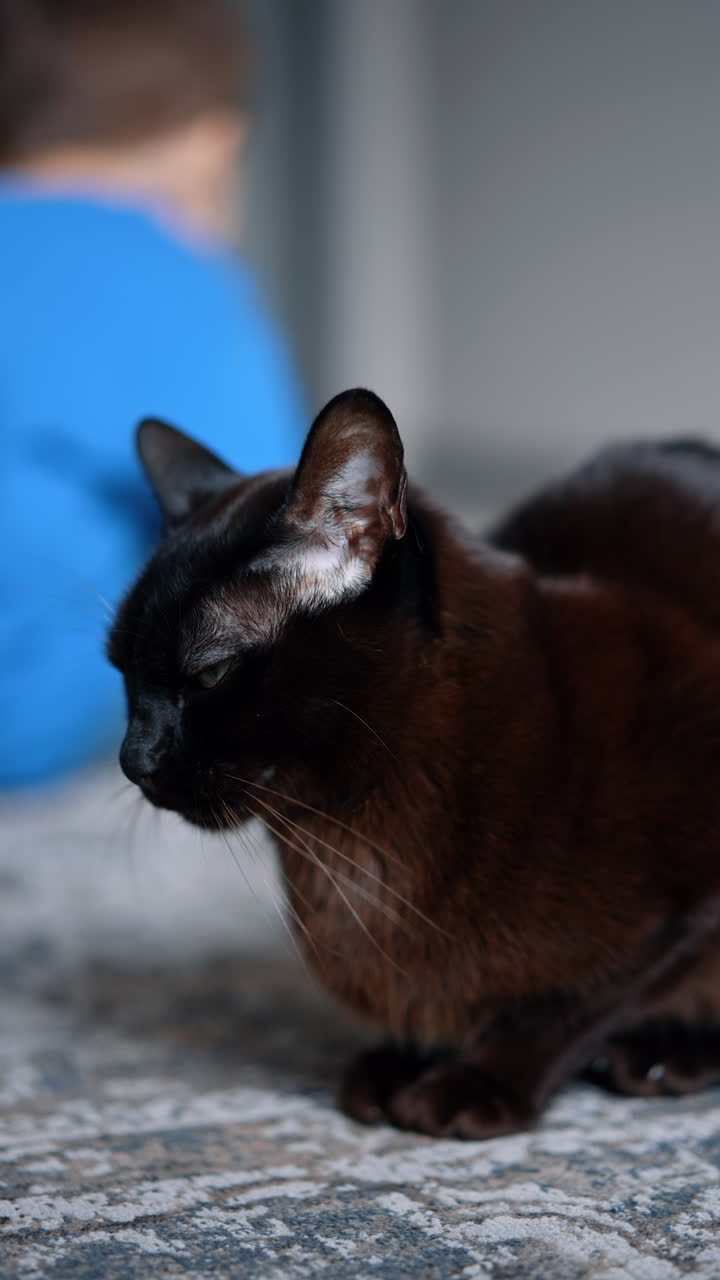 Black domestic cat sitting peacefully on the floor. Little baby plays at the backdrop in blur. Vertical video.