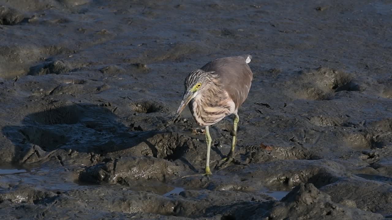 una de las garzas de estanque encontradas en tailandia que muestran diferentes plumajes según la temporada