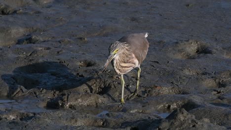 una de las garzas de estanque encontradas en tailandia que muestran diferentes plumajes según la temporada