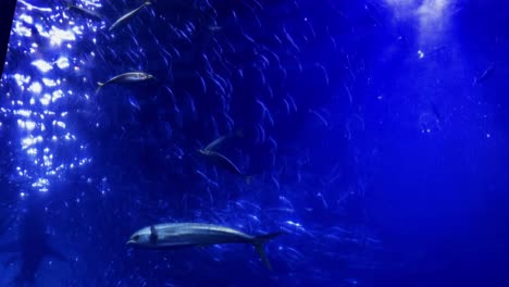 a school of fish swims in a large aquarium under soft blue lighting, viewed from below