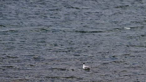 Gaviota-De-Pallas-En-El-Río-A-4100-Metros-De-Altura.