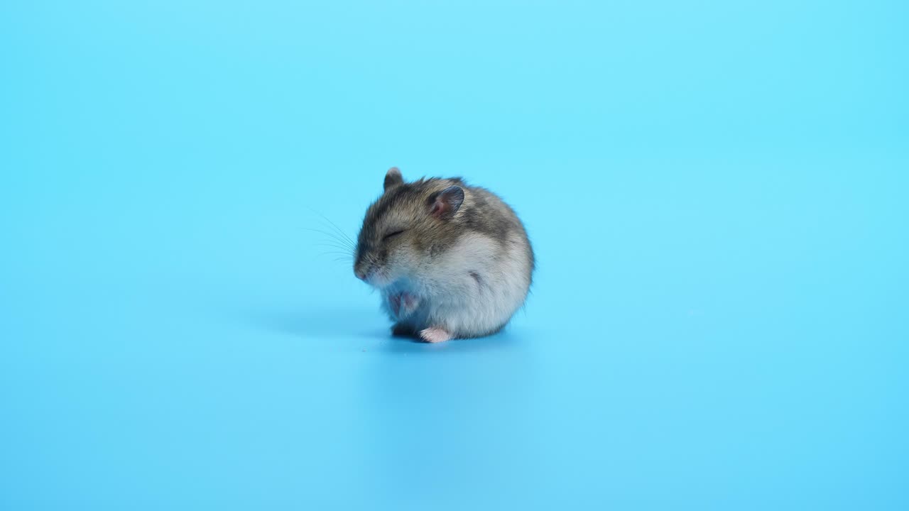 Mouse, Mice On Blue Background