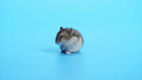 ratón, ratones en fondo azul