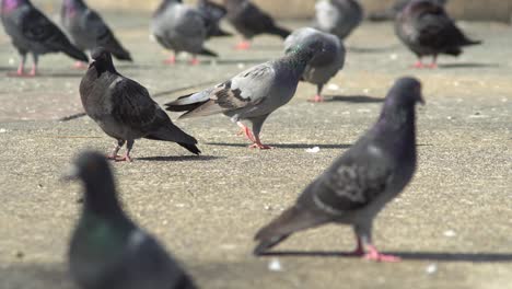 Bandada-De-Palomas-Se-Encuentran-En-El-Hormigón