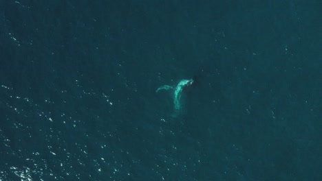 Imágenes-Cinematográficas-Aéreas-En-Cámara-Lenta-De-Una-Ballena-Jorobada-Saltando-En-Aguas-Tranquilas-Del-Océano-Azul-Frente-A-Las-Playas-Del-Norte-De-Sydney-Jugando-Durante-La-Migración