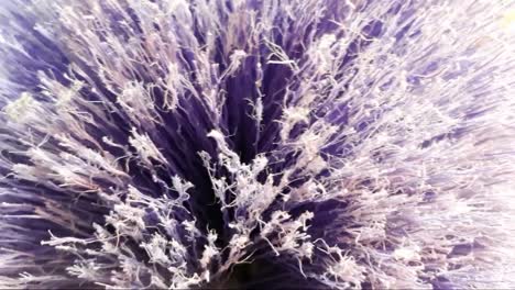 Full-HD-Close-up-of-spiderrag-on-cobweb-cleaner