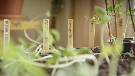 growing vegetables indoors during lockdown, micro greens, close up focus pull