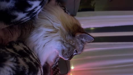 Vertical-medium-shot-of-a-cute-female-adult-ragdoll-grey-long-hair-cat-resting-on-a-blanket-on-a-couch-watching-television-in-an-apartment-during-a-warm-summer-night