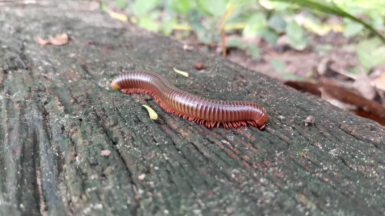Uma tomada em close-up captura um milípede rastejando na madeira, exibindo a beleza da natureza na Tailândia