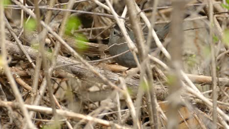 grey catbird among some branches in canada, medium shot