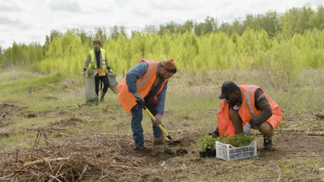 two ecologist activists planting trees in the forest while a colleague approaches them with trees in a sack