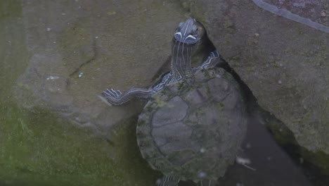 turtle on the rock in clear water