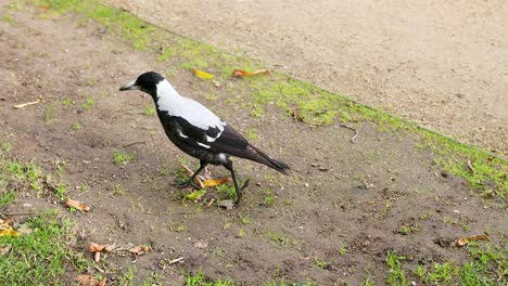 magpie walking on grass and dirt path