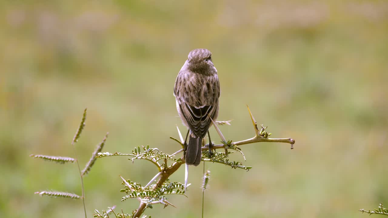 статичный снимок самки африканского каменного чата, сидящей на ветке
