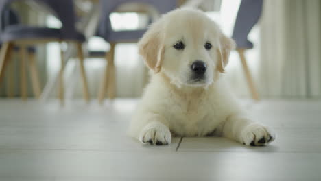 a golden retriever puppy is resting on the floor in the kitchen. waiting for a tasty treat from the owner