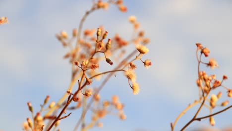 Getrocknete-Wildblumen-Wiegen-Sich-In-Der-Sanften-Sommerbrise