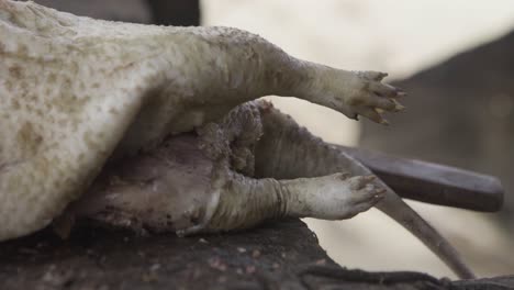 Bushmeat-Before-Cutting-Nigeria-02