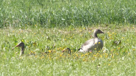 Familie-Der-Graugans,-Die-Sich-Im-Gras-Versteckt