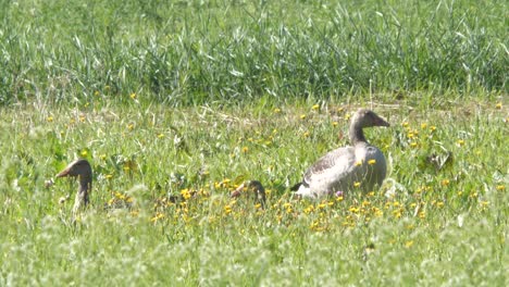 family of greylag goose hiding in grass