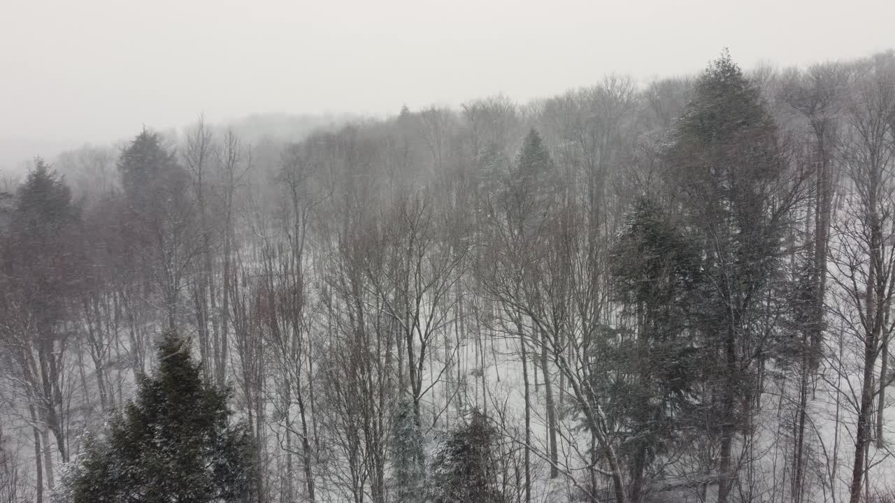 Snow rapidly falling and blowing throughout a forest on a hillside in Canada