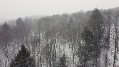 snow rapidly falling and blowing throughout a forest on a hillside in canada