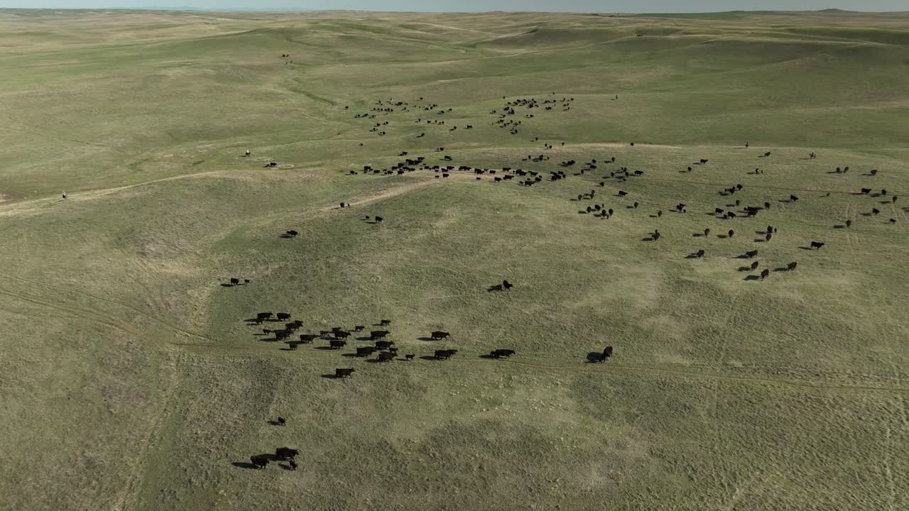 A drone shot following a heard of cows moving along prairie grassland