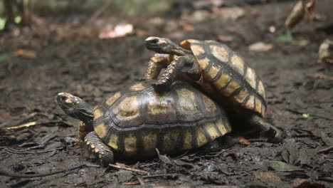 Pareja-De-Tortuga-Geochelone-Carbonaria-Copulando