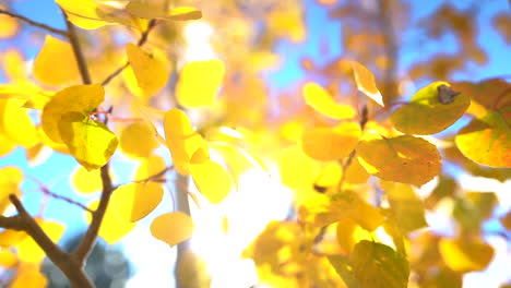 yellow aspen tree leaves, close up