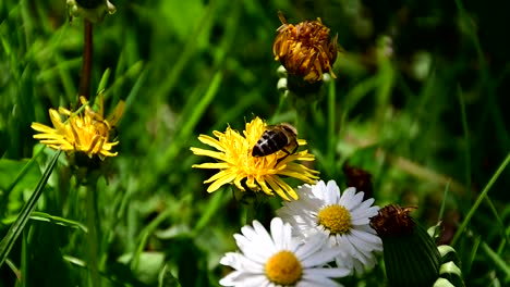 Abeja-Recogiendo-Polen-De-Flor-Amarilla