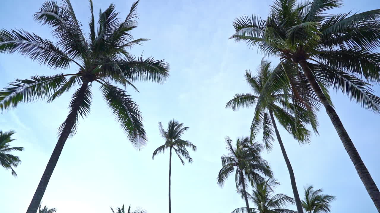 arco lento de copas de palmeras contra un cielo azul
