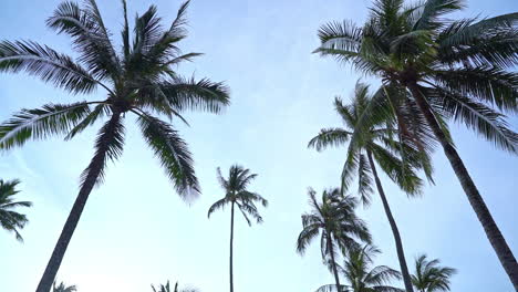 Langsamer-Bogen-Von-Palmenkronen-Vor-Blauem-Himmel