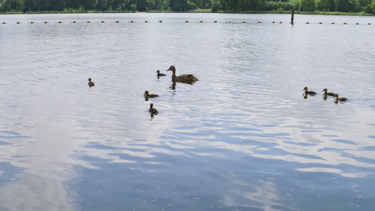 Mother duck leads ducklings across calm lake, framed by buoys and lush, serene shoreline.
