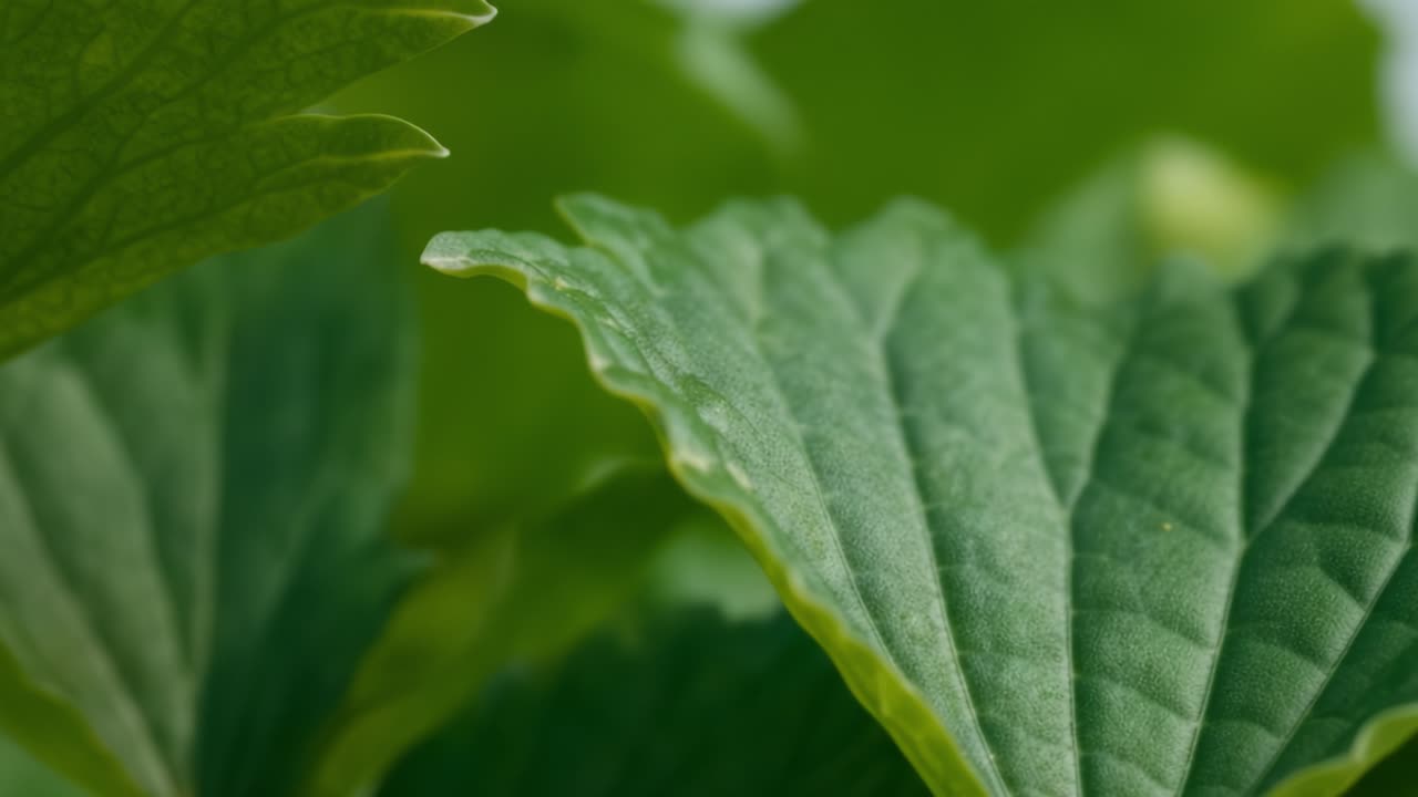 A close-up view reveals the intricate details of lush green leaves illuminated by soft light. The fresh foliage showcases various textures and shades of green, highlighting the beauty of nature. This captivating look at the leaves reflects the serenity of a natural habitat, inviting viewers to appre