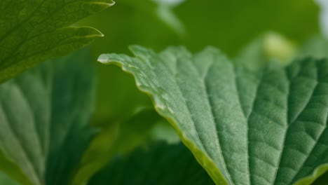 a close-up view reveals the intricate details of lush green leaves illuminated by soft light. the fresh foliage showcases various textures and shades of green, highlighting the beauty of nature. this captivating look at the leaves reflects the serenity of a natural habitat, inviting viewers to appre