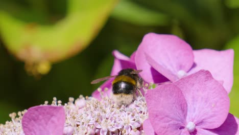 Macro-Close-Up-of-Busy-Bumblebee-Crawling-Over-Hydrangea-Flower-Stamens-and-Flying-to-Next-Plant-for-Pollination