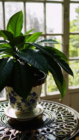 potted plant by the window