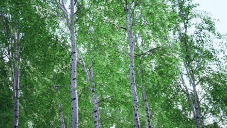 abedules blancos en el bosque en verano