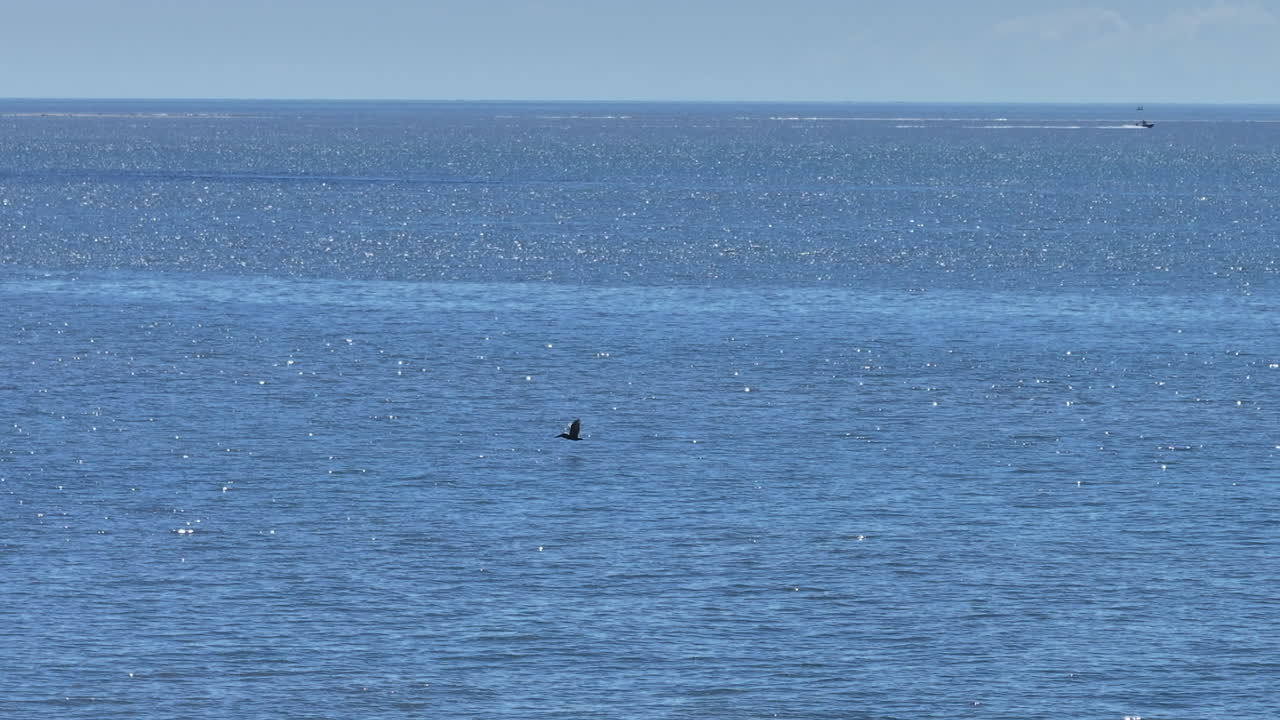 Aerial video shows a bird gliding above the sparkling Atlantic waters near Hilton Head Island, with a distant boat on the horizon