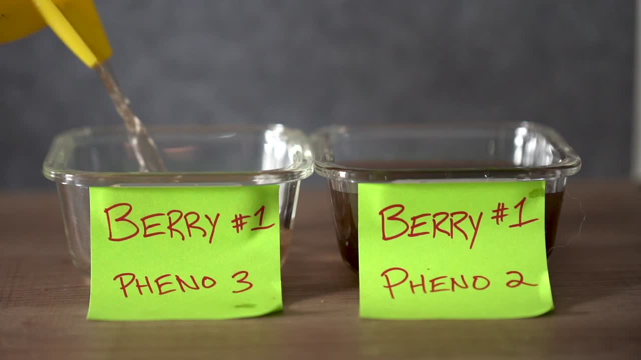 recipiente de llenado con agua para la germinación de variedades de cannabis de bayas