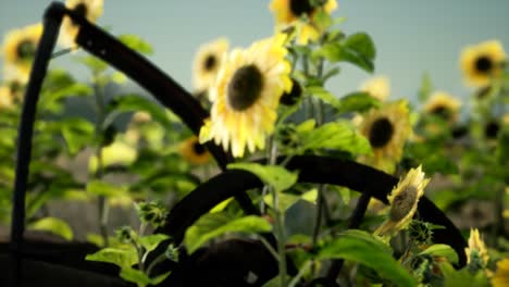 vieja guadaña de estilo vintage y campo de girasoles