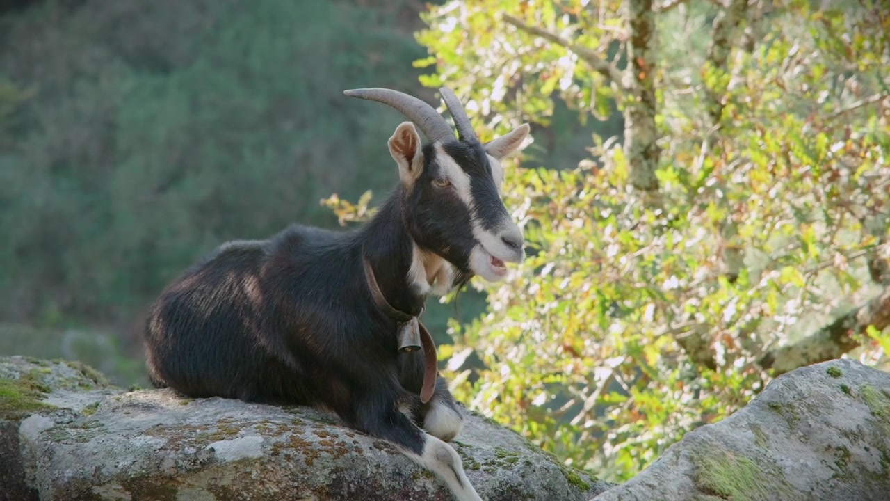 Capra che mastica mentre riposa su una roccia a Mizarela, Portogallo settentrionale.